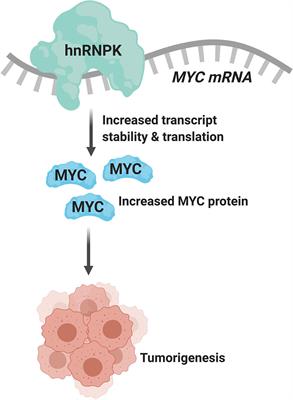 The Eµ-hnRNP K Murine Model of Lymphoma: Novel Insights into the Role of hnRNP K in B-Cell Malignancies